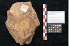 Foto (Objekt + Etikett) von Fagus ninnisiana Unger (NHMW-GEO-2024-0188-10205)